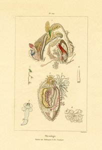 Intestinos, 1833-39 de French School